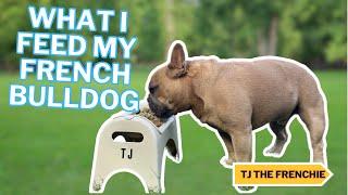 What I Feed My French Bulldog | TJ The Frenchies Diet That Keeps Him Happy & Healthy