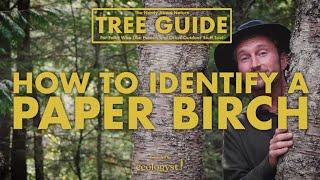 Paper Birch - How To Identify It!  || Nerdy About Nature Tree Guide