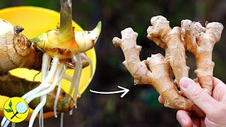 How to Grow Ginger in Containers to get a Big Harvest