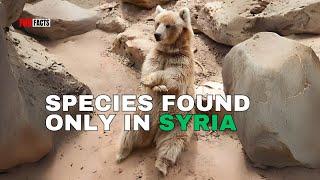 Syria’s Hidden Biodiversity: A Cinematic Journey Through Rare Species and Ecosystems