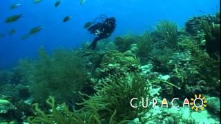 Curacao: A Top 5 Caribbean Diving Destination