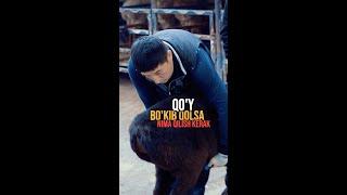 bokkan qoy TOSHBOLTAOTA