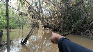 KETIKA AIR RAWA BERUBAH INILAH YANG TERJADI... PESTA IKAN BESAR, DAN REPTIL PEMANGSA !!