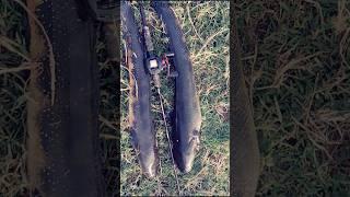 Biggest Snake head fish catch#shorts #youtube short video