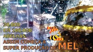 SUPER PRODUÇÃO DE MEL: DE 30.000 PARA SUPER POPULAÇÃO COM MAIS DE 160.000 ABELHAS