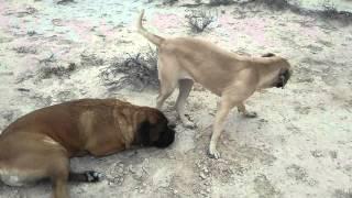 Boy plays with mastiff