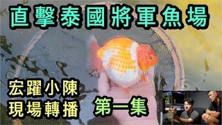 直擊世界精品金魚佼佼者-將軍金魚場,宏躍水族化身特派員帶我們去直擊將軍金魚的現場,小陳也邀請到老闆與經理出來跟各位魚友分享他們養金魚的過程（第一集）