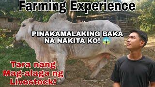 NAPAKALAKING BAKA! | Farm Visit | Pagsisimula sa Pag-aalaga ng Livestock | Integrated Farming