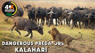 WILD KALAHARI | Challenges In The Land Of Predators | Wild Animal Documentary