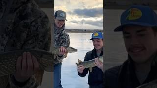 Double pike on#shortsviral #fishing #icefishing #shortvideo #shortvideo #shorts