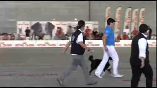 World Championship Obedience 2015 Final Cacciatore