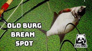Bream Leszcz Brase Old Burg | Russian Fishing 4 (461)