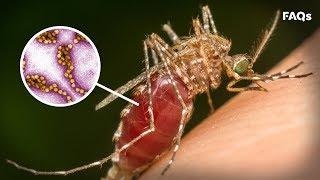 Mosquito season: How to identify symptoms of West Nile virus | Just The FAQs