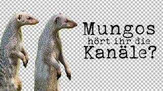 Mungos, hört ihr die Kanäle?