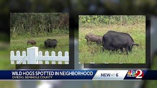 Unexpected wild hogs spotted in Seminole County neighborhood