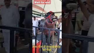 9 carore ka bhaisa #short#shortvideo#viral#youtubeshorts#youtube #animals#tranding#viralvideo#reels