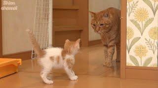 【生後32日】子猫の危険を察知するとすぐに駆け付ける子猫好きの猫