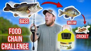 Food Chain Fishing Challenge (BIG FISH)