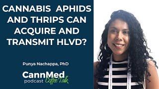 Cannabis Aphids and Thrips Can Acquire and Transmit HLVd? - Punya Nachappa, PhD