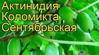 Актинидия коломикта Сентябрьская. Краткий обзор, описание actinidia kolomikta Sentyabraskaya