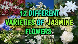 12 Different varieties of Jasmine, the queen of fragrance