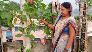 Vertical Farming in Bihar | Chapra | Sunita Prasad |