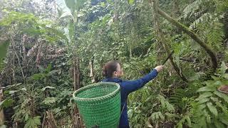 Harvested medicinal plants to sell. Met a kind man in the forest.