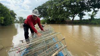 Ngày Xuống Lợp Cá Lóc Thăm Lưới Dính Rắn Về Hầm Đu Đủ Cả Gia Đình Cùng Ăn.Góc Làng Quê#1291