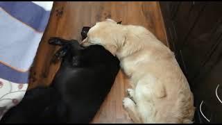 Brotherly Love_2 | Mischievous Max and Bunny