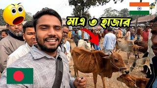 ভারত বাংলাদেশের গরুর দামের এতো পার্থক্য!! Cow Market India