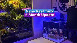 Nano Reef Tank update - 6 Months in to the HelloReef Aquarium