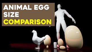 Egg Size Comparison (3D animation)