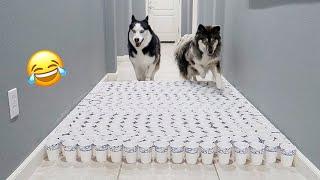 Clumsy Huskies Try To Avoid Cup Obstacles..