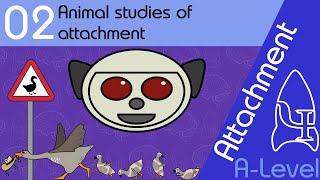 Animal studies of attachment: Lorenz and Harlow  - Attachment [A-Level Psychology]