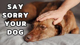 How to Apologize To Your Dog So They Truly Understand