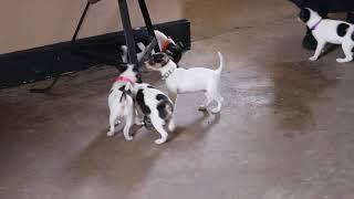 Toy Fox Terrier Puppies For Sale