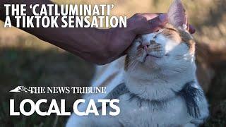 Tacoma's Viral TikToker, 'The Catluminati', Who Is Making Neighborhood Cats Famous