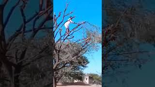 pruning 2