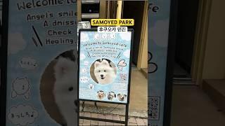 강아지 카페!후쿠오카 텐진 샤모예드 파크 #후쿠오카 #fukuoka #samoyed #cafe #trip #japan #korea #텐진가볼만한곳