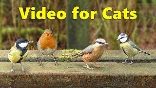 Videos for Cats - 9 Hours of Woodland Birds