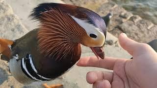 Mandarin Duck lets me pet him