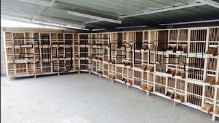 BEST & BIGGEST pigeon farm & fancy pigeon breeds loft design - breeding fancy pigeons