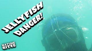 Which Jellyfish is the Most Dangerous?! | World's Worst Venom | Nature Bites