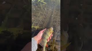 European Perch  #fishing #fish#perch#river #water #lure #nature