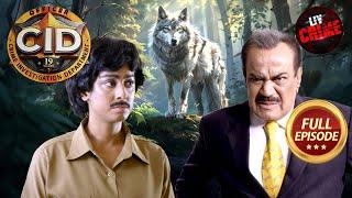 CID ​​कैसे करेगी Wild Wolf का सामना? | CID | सी.आई.डी. | Latest Episode | 9 Nov 2024