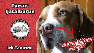 Tarsus Çatalburun - Köpek Irkı Tanıtımı