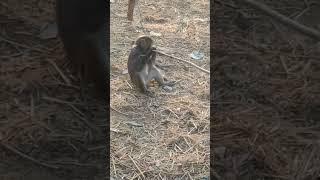 Baby Monkey Sounds Cute Video#shorts #viral