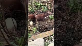 Vizită neașteptată. #viral #germany #viralvideo #funny #animals