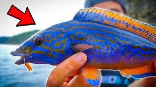 FISHING AQUARIUM FISH IN SWEDISH SEA | Team Galant