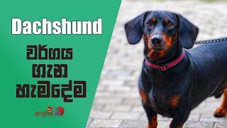 Dachshund වර්ගය ගැන හැමදේම